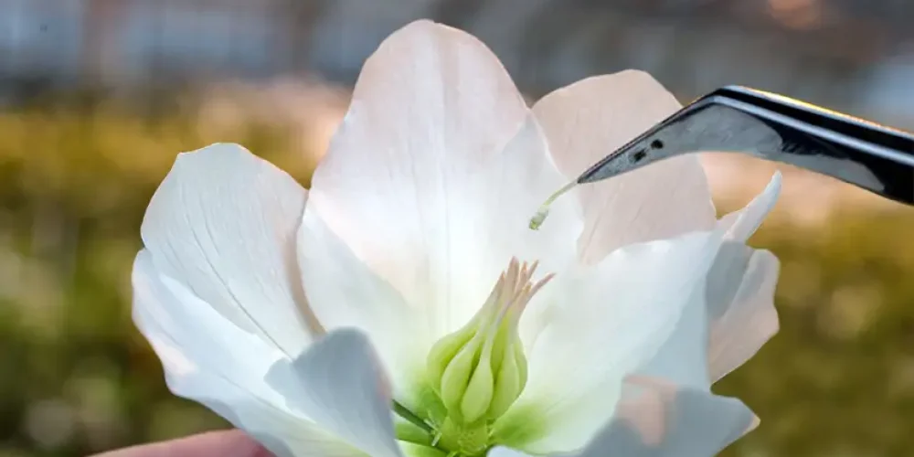 Heuger Gartenbaubetriebe